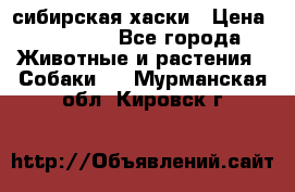 l: сибирская хаски › Цена ­ 10 000 - Все города Животные и растения » Собаки   . Мурманская обл.,Кировск г.